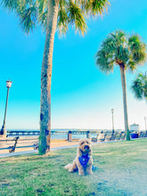 Load image into Gallery viewer, State of South Carolina with Palmetto Tree dog bandana with soft macrame cord tie closure