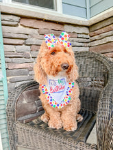Load image into Gallery viewer, It's my birthday dog bandana with soft macrame cord tie closure (look for matching hair bow)