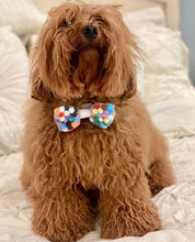 Load image into Gallery viewer, Pom Pom Birthday Bow- Available with Alligator hair clip, over the collar or elastic headband