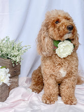 Load image into Gallery viewer, Single Cream Peony Floral Over the Collar