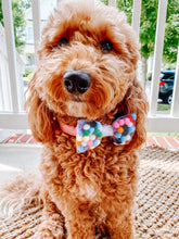 Load image into Gallery viewer, Pom Pom Birthday Bow- Available with Alligator hair clip, over the collar or elastic headband