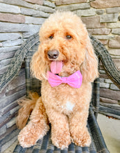 Load image into Gallery viewer, Big Brother/ Big Sister Cursive Design dog bandana with soft macrame cord tie closure. Available with optional eyelet lace trim