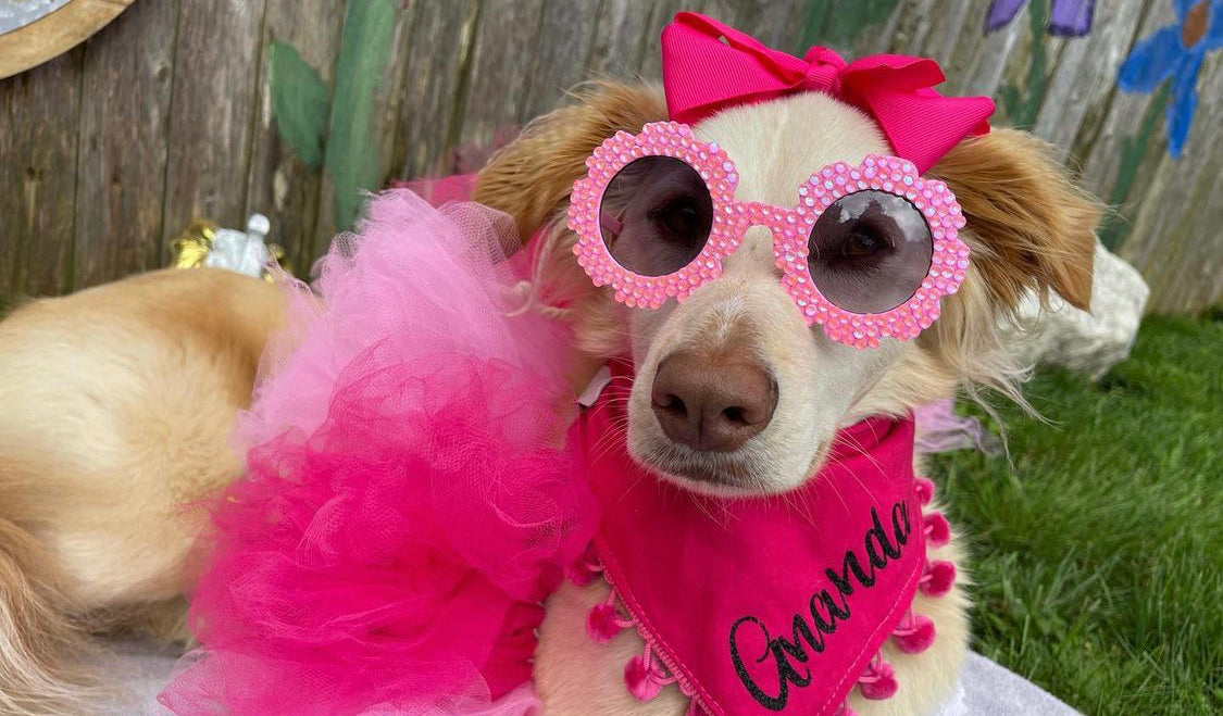 Dog best sale pink tutu